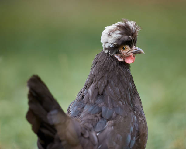 istock Poland chicken with dark feathers and a distinctive white crest on its head is facing away from the camera with its head turned slightly to the side. The background is blurred and green, indicating grass or foliage 2200389860