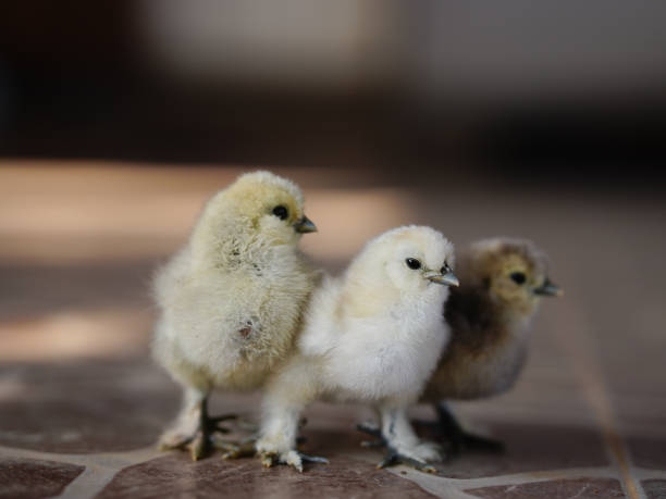 istock Little yellow chickens on a black background. Studio shot. Isolated. 2200392245