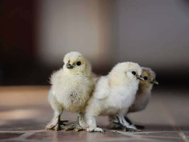 istock Little yellow chickens on a black background. Studio shot. Isolated. 2200392272