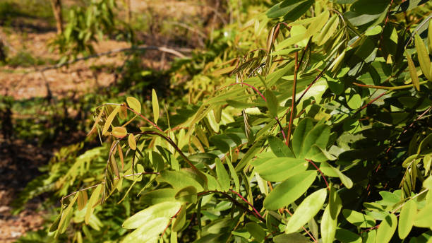 istock Senna siamea Lam. Irwin and Barneby, Leguminosae, Caesalpinioideae, leave vegetable green leaf on nature background, Thai herb food 2200392433