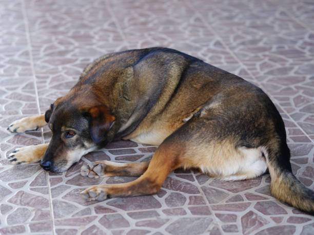 istock Thai dog lying on the floor in the park. Selective focus. 2200393058