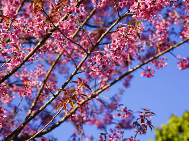 istock Wild Himalayan Cherry, Prunus cerasoides, Sakura in Thailand 2200393065