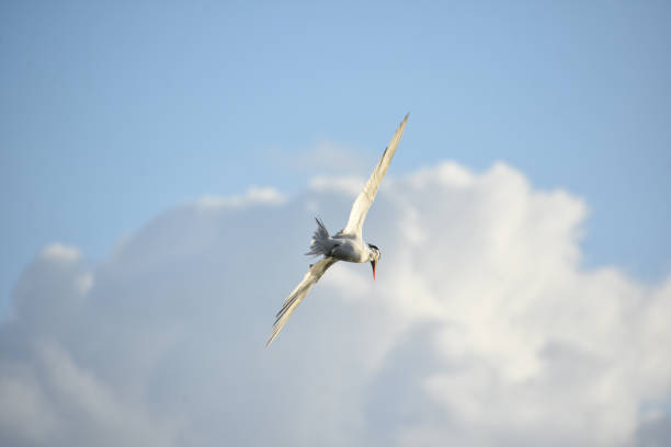 Sea bird known as a tern with wings spread in flight in the clouds.