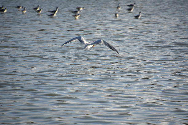istock Stunning Tern in Flight Over the Ocean 2200395254