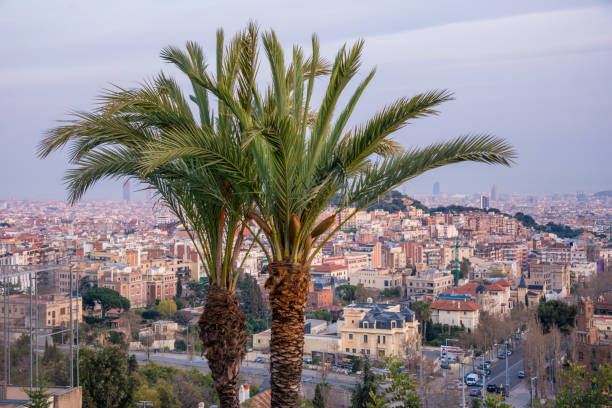 Catalonia, Spain - March 15, 2014: Palms and aerial view of the city of Barcelona