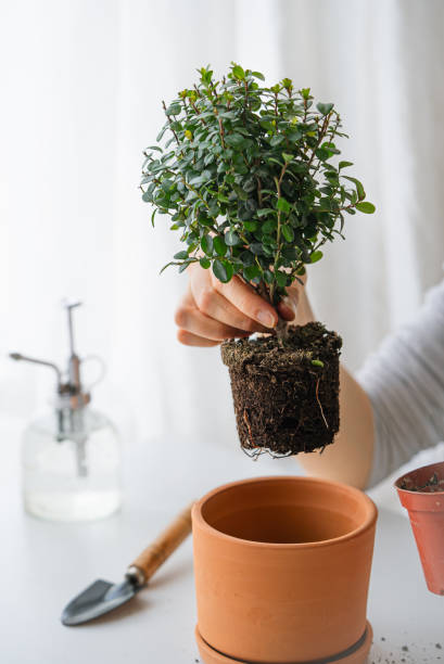 istock Experienced gardener holding bare-root myrtle plant, positioning over terracotta pot with pruning shears and watering can nearby on white surface, soft natural lighting 2200402498