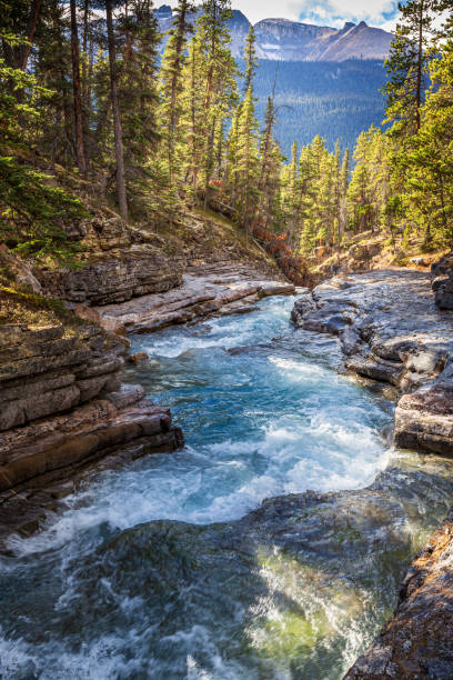 istock Forest river in Canadian Rockies 2200402577