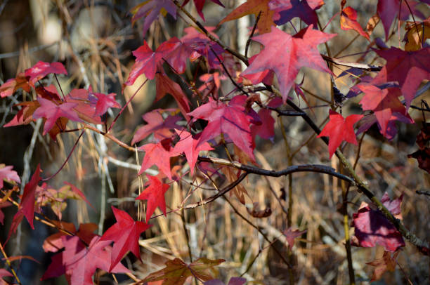 istock Close Up Macro of Red Maple Tree Leaves in Fall with Forest in Background 2200406610