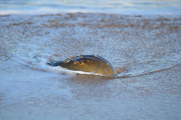 Brown Atlantic Horseshoe Crab walking on Beach in the water waves