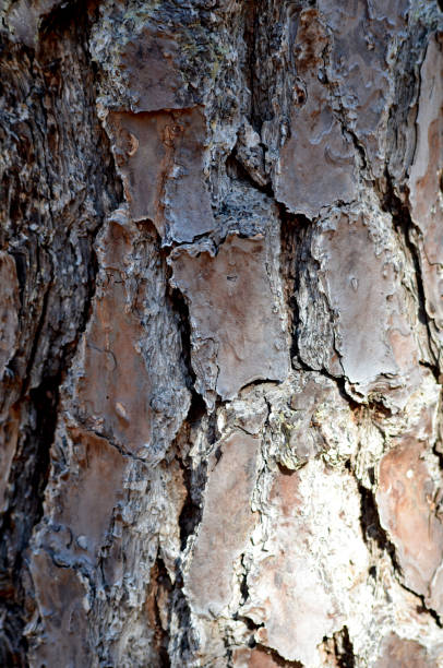 istock Macro Close up of Brown Pine Tree Bark with Cracks and Texture 2200406767