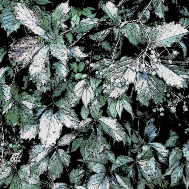 istock Ivy leaves and berries in white, green and black 2200407171