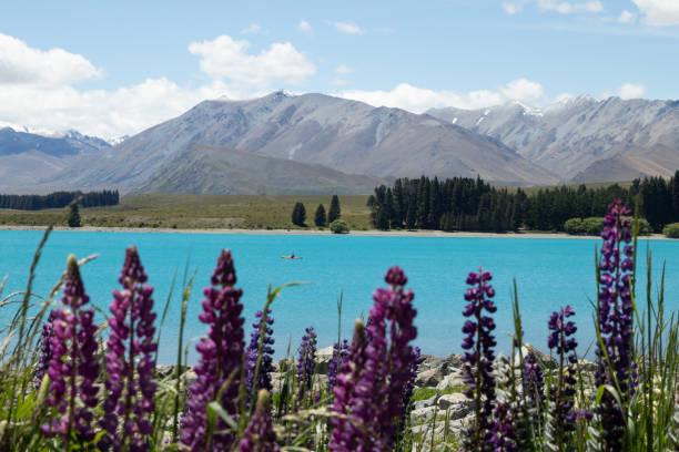 istock Lupins at Lake Tekapo 2200407335