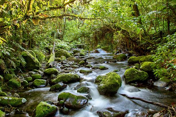 istock A river running down Pirongia mountain range, New Zealand 2200407383