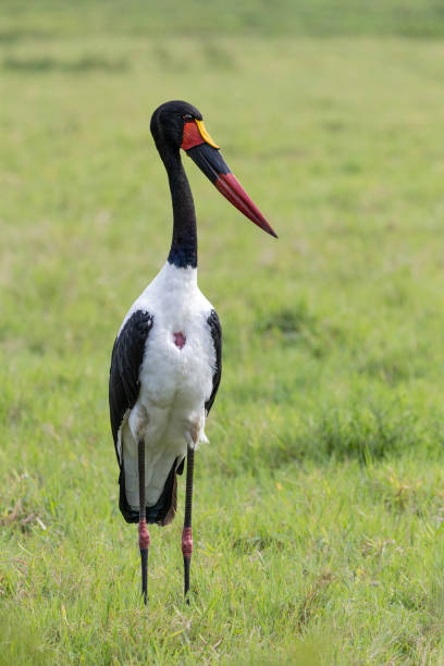 istock A Saddle-billed Stork, Ephippiorhynchus senegalensis,: Arusha N.P., Tanzania. 2200407787