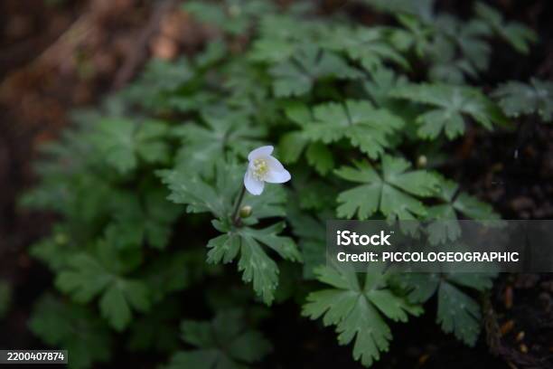 A Charming White Flower Of Anemone Raddeana Blooming In Early Spring - アネモネのストックフォトや画像を多数ご用意