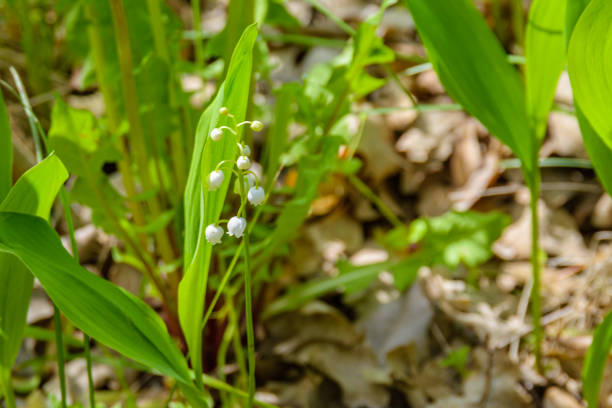 Blossoming lily of the valley (Convallaria majalis)