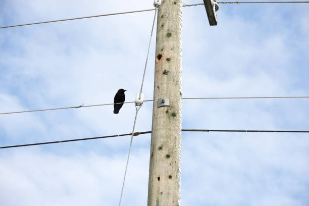 istock One Crow Observes from a Power Line in Canada 2200413291