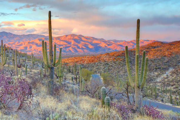 istock Saguaro National Park East 2200414616