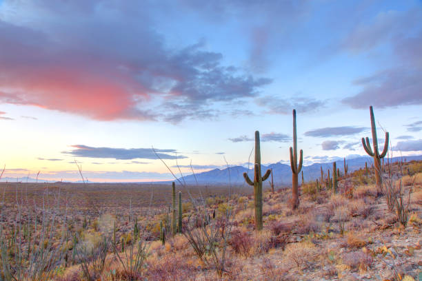 istock Saguaro National Park East 2200416245