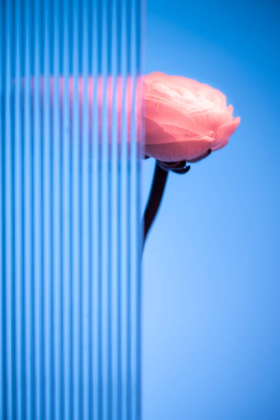 pink ranunculus flower is partially hidden behind vertical glass stripes creating a distorted view on a blue background, evoking a sense of mystery and intrigue