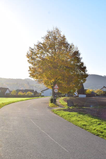 istock country road with autumn trees on one side 2200418593
