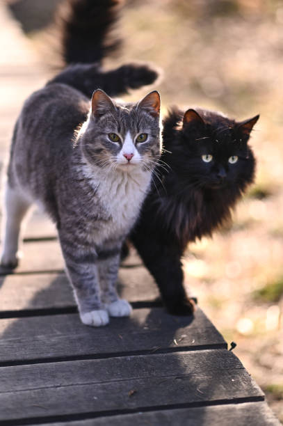 Two cats gray and black together outdoors in a sunny day. High quality photo