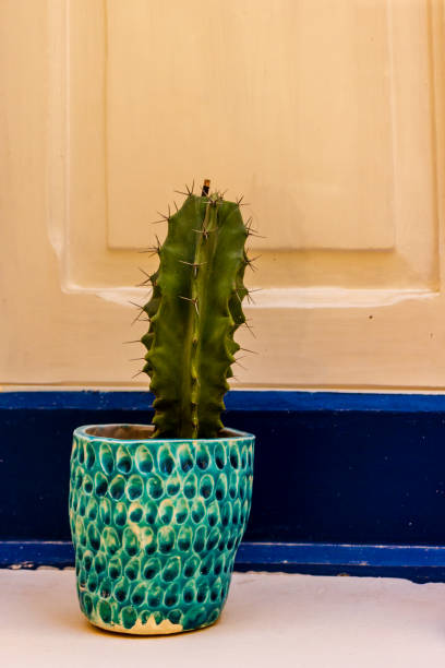 istock Elegant Green Cactus in a Decorative Blue Ceramic Pot 2200419445