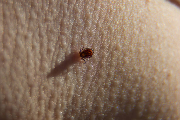 Deer Tick Waiting on Blade of Grass.