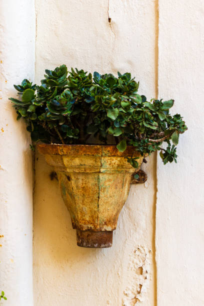 Vintage wall planter holding vibrant green succulent leaves, mounted on a textured light wall, evoking rustic charm and natural decoration.