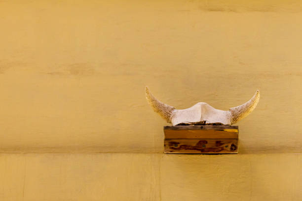 A decorative ox skull with horns mounted on a wooden base against a vibrant yellow wall represents rustic and traditional aesthetics, suitable for western culture, minimalism, and interior design themes.