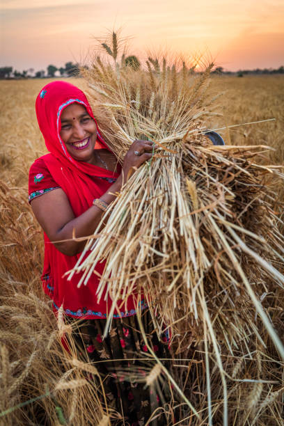 istock Indian woman carrying a wheat, India. 2200421076