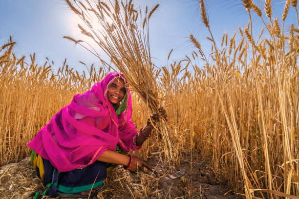 istock Young Indian woman cutting a wheat, India. 2200421125