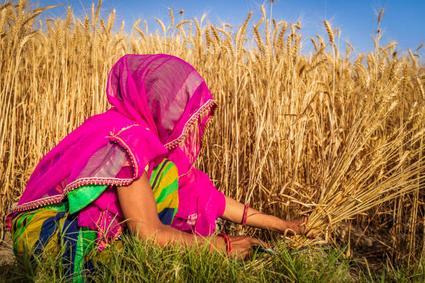 istock Young Indian woman cutting a wheat, India. 2200421194
