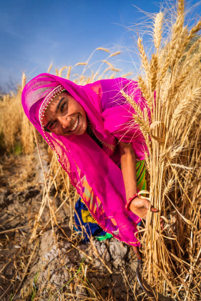 istock Young Indian woman cutting a wheat, India. 2200421260