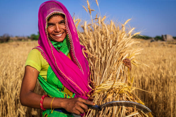 istock Indian woman collecting a wheat, India. 2200423112
