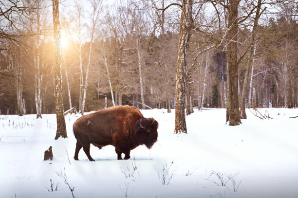 A Bison bison walks in the forest on a winter snowy sunny day. High quality photo