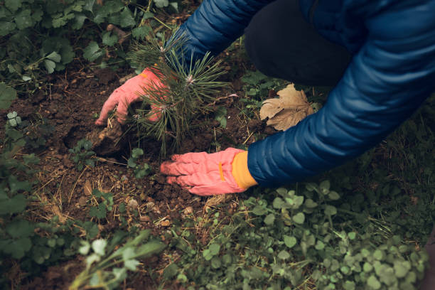 istock Man planting small pine tree in the garden. 2200426998