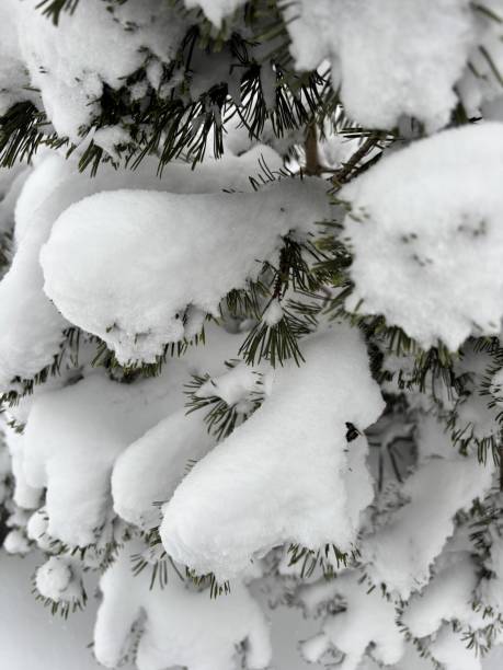 istock Family Day Snow in Toronto 2200427238