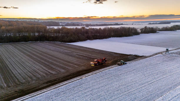 Sugar Beet Harvester Collecting Bounty at Sunset