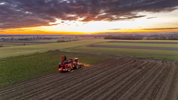 istock Sunset Harvesting with Sugar Beet Harvester in Field 2200427730