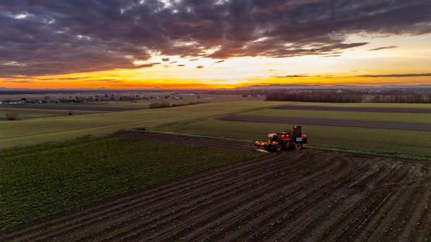 istock Sugar Beet Harvester at Sunset in Scenic Field 2200427732