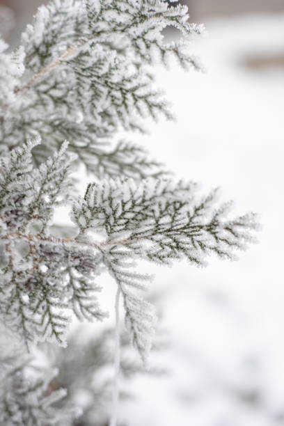 Frozen Plant Covered With Hoarfrost,Frozen Nature,Winter Seasonal Background