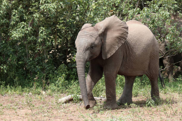 istock Afrikanischer Elefant / African elephant / Loxodonta africana 2200427905