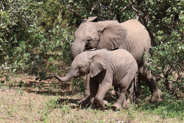 istock Afrikanischer Elefant / African elephant / Loxodonta africana 2200428021