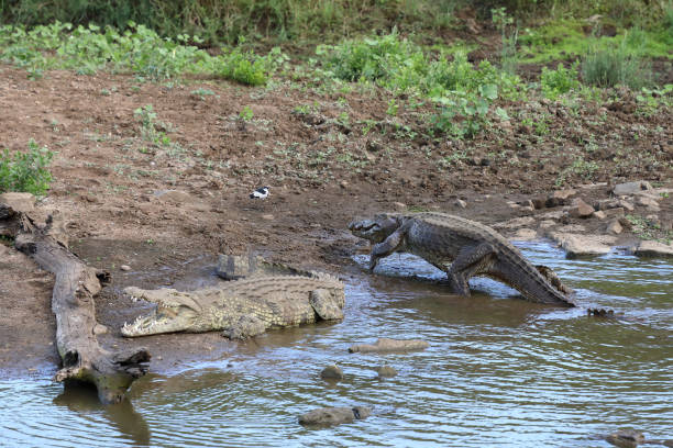 istock Nilkrokodil / Nile crocodile / Crocodylus niloticus 2200428804
