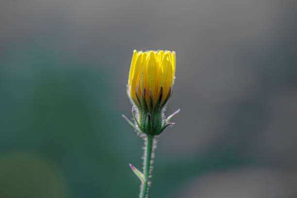 Yellow flower bud with tightly furled petals against muted background
