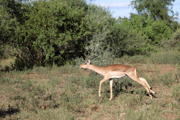 istock Schwarzfersenantilope / Impala / Aepyceros melampus 2200428921