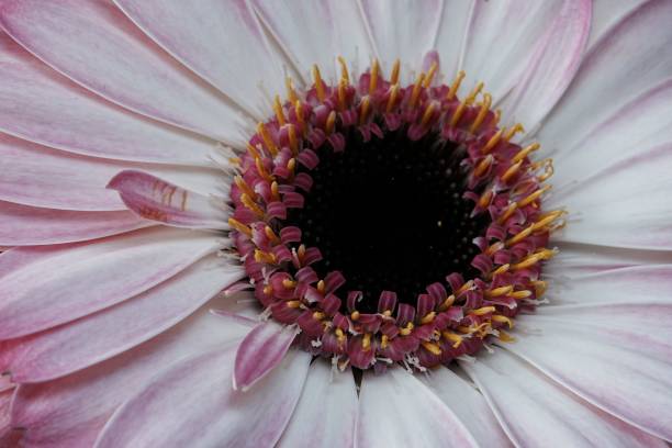 istock Close-up of a vibrant gerbera daisy. 2200429036
