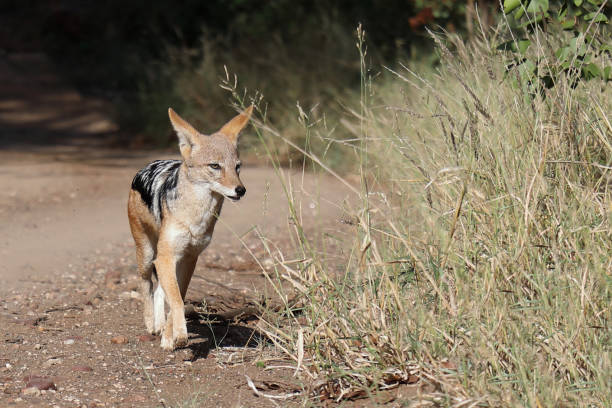 Schabrackenschakal / Black-backed jackal / Canis mesomelas