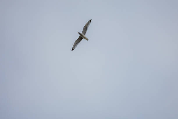 Flying seagull, background is blue-gray sky